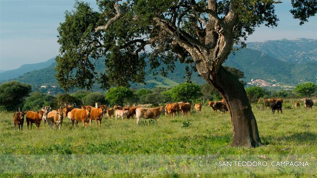 Li Teggi Turismo Rurale San Teodoro (Sardinia)